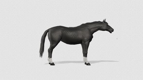 Black Horse Idle alt
