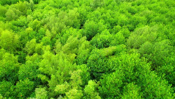 4K : Aerial view over beautiful mangrove forest. Drone Footage