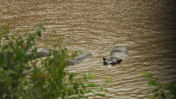 Hippos in a river