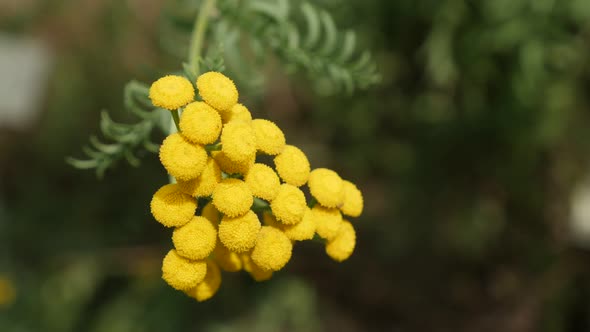Tansy perennial herbaceous flowering plant 4K 2160p 30fps UltraHD footage - Bitter golden buttons of