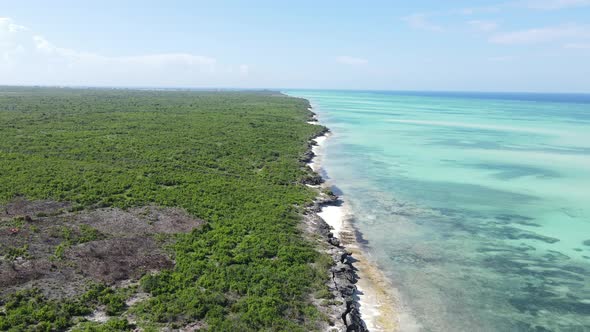 Coast of Zanzibar Island Tanzania Covered with Thickets