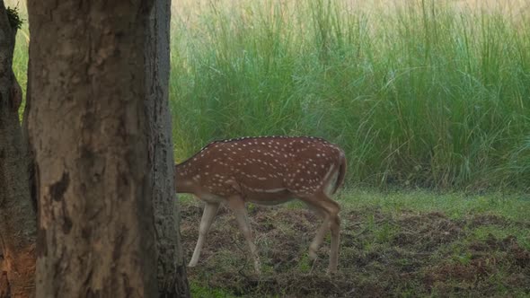Young Female Chital or Spotted Deer Walking. Fresh Green Grass in the Forest of Ranthambore National