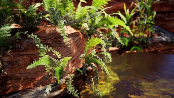 Tropical Golden Pond with Rocks and Green Plants