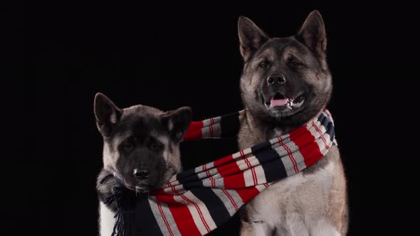 Two American Akitas, One Smaller and the Other Larger, Are Sitting in a Studio Against a Black