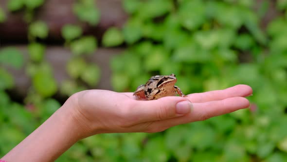 Frog in Hands of Woman