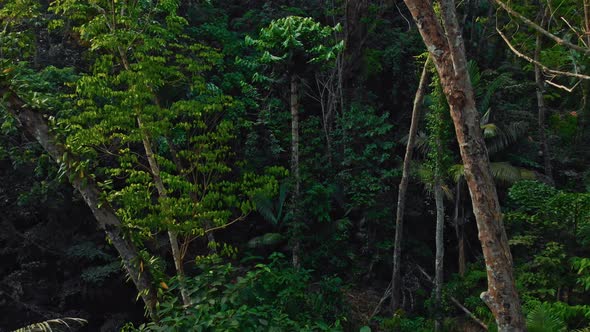 Exotic Flight in the Dramatic Jungle