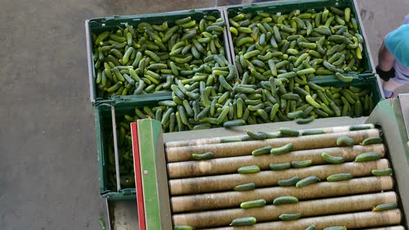 Sorting Cucumbers Into Crates