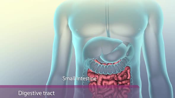The GI tract is a series of hollow organs joined in a long, twisting tube from the mouth to the anus