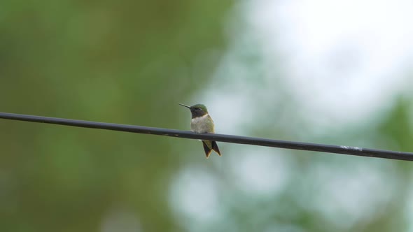 Ruby-throated hummingbird sitting calmly on a wire, then gets startled and flies away. Slow motion c