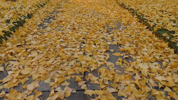 The bright yellow leaves of the Ginkgo Biloba tree in autumn