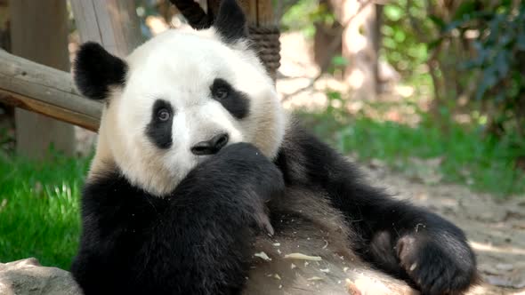 Giant Panda Bear Eating Bamboo