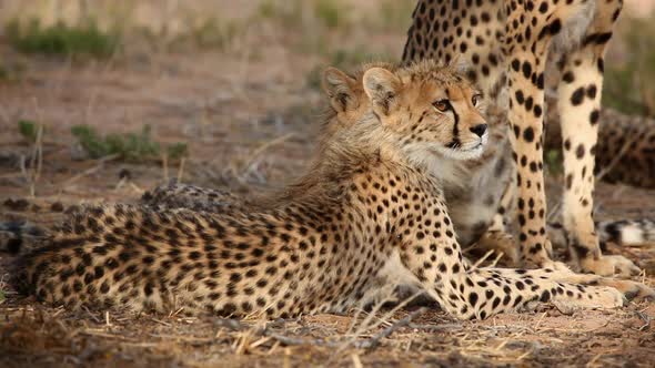 Young Cheetah Club, South Africa