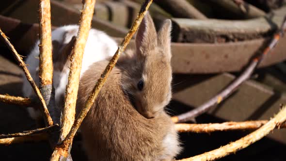 Close up shot of cute brown bunnies cleaning and washing herself outdoors in nature during sunlight
