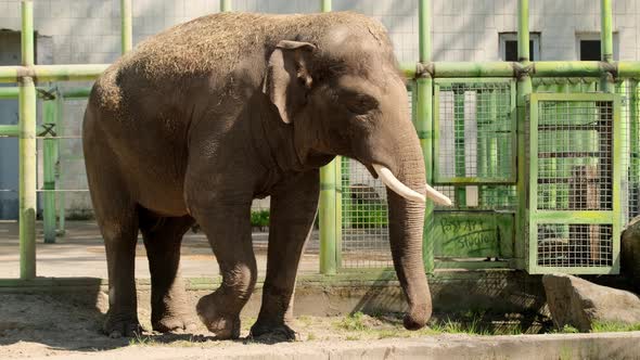 Happy young indian elephant at zoo on sunny day