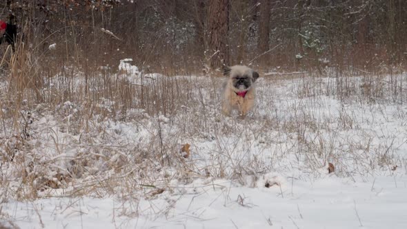 Funny Dog with Brown Fur Runs Along Meadow with White Snow