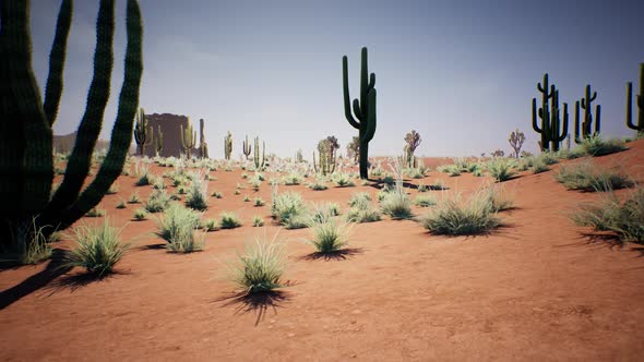 Plant Growth In Desert Oasis