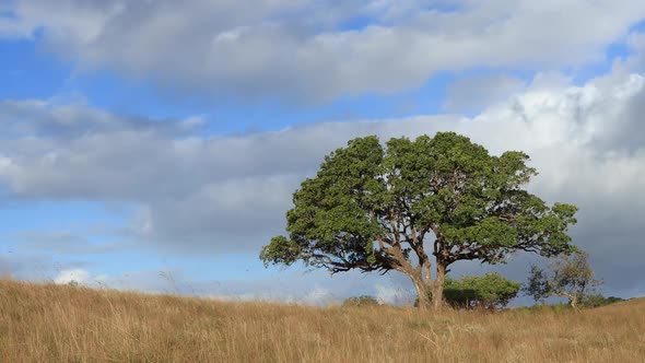 African Tree In Grassland With Fast Moving Clouds