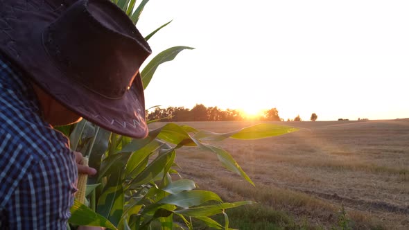 A Young Agronomist Inspects a Corn Crop on a Plantation in the United States