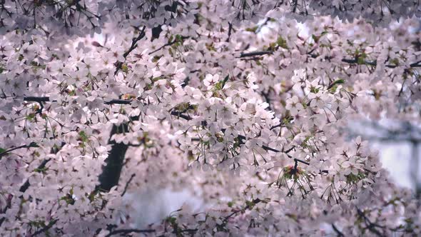 Countless Cherry Blossoms In Gentle Breeze