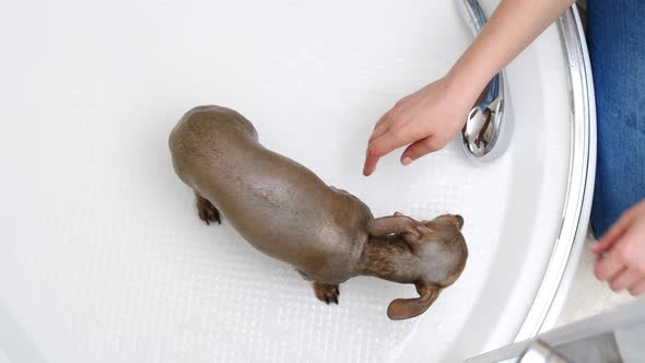 Woman Washing Dog Using Soap