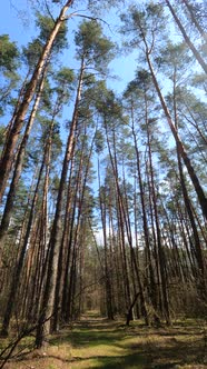 Vertical Video of the Forest Landscape Slow Motion