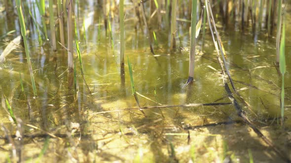 Wetland Reeds and Lake Surface