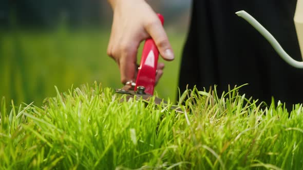 Lawn Mowing with Garden Scissors Closeup Grass Care Professional Farmer Cutting Green Leaves with