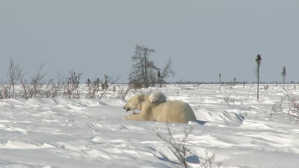 Polar Bear (Ursus maritimus) mother resting with three months old cub on Tundra. Lock shot.