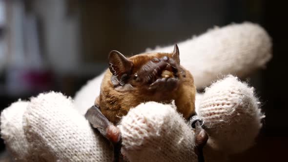 A Bat Eats a Beetle Larva