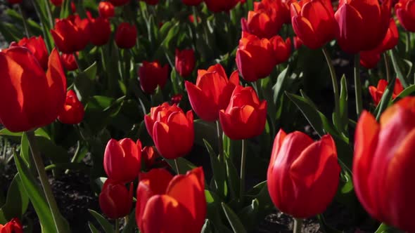 Red Tulips Sway in the Wind