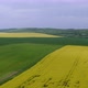 Rapeseed field, mixed with grain field - VideoHive Item for Sale