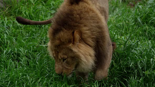 male lion following scent trail