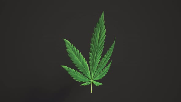 Rotation of three green cannabis leaves on a black background