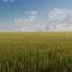 Field of Green Millet with Sky in the Background - VideoHive Item for Sale