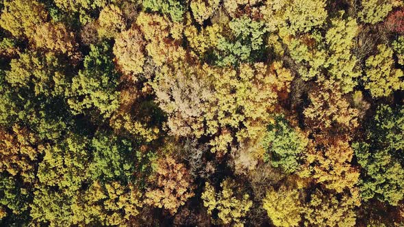 Trees of the Autumn Forest