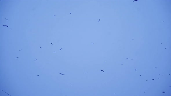 Flock of Birds Fly in the Sky