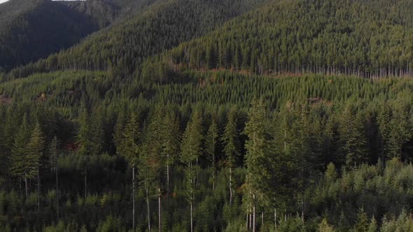 Managed forest outside of Olympic National Forest in Washington state.  Prior year lumber harvest li