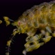 Amphipoda Pallasea Cancellus Under the Microscope, Family Pallaseidae, Endemic - VideoHive Item for Sale