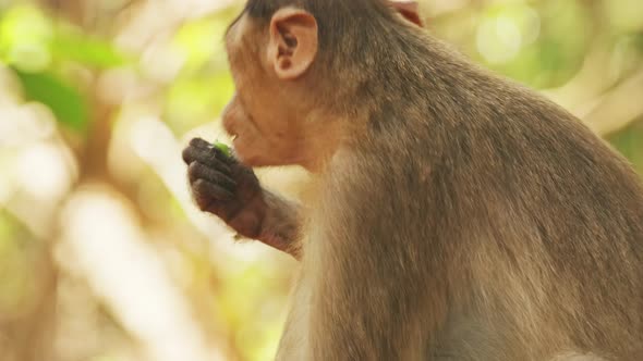 Goa, India. Bonnet Macaque - Macaca Radiata Or Zati. Close Up Portrait. Monkey Eats Leaves