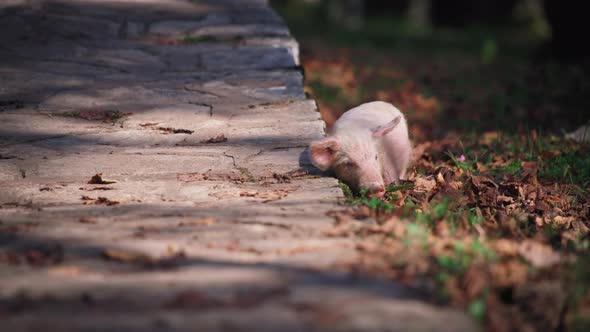 Piglet scratching on the pathway