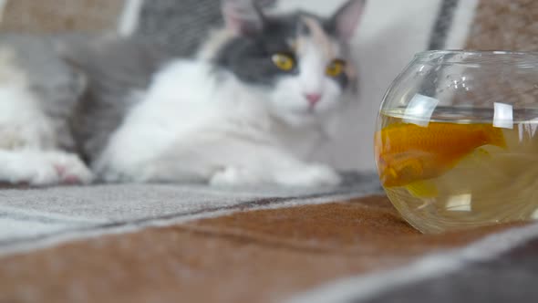 Cat Look to a Golden Fish