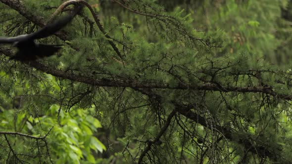 Common Raven bird on tree. The black bird flew from the tree branch. bird clips collection.