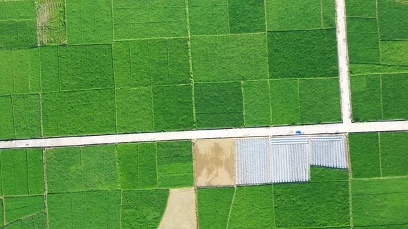 Paddy fields