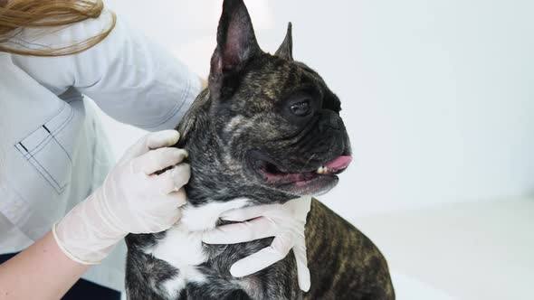 Veterinarian Woman Examines the Dog and Pet Her