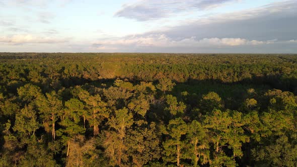 forest in georgia aerial view during golden hour