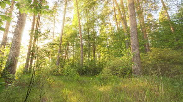 Walk in Green Meadow in Fairy Forest