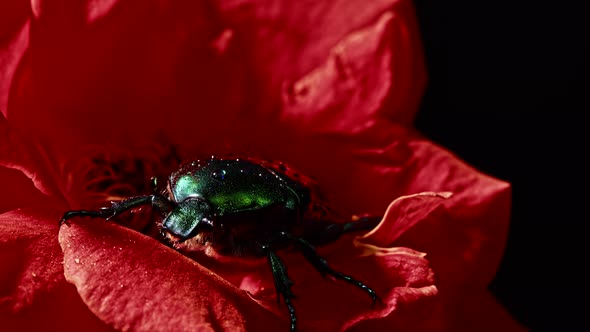 Close-up View of Green Rose Chafer - Cetonia Aurata Beetle on Red Rose. Amazing Bug Is Among Petals