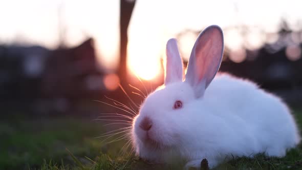 Close Up of a Beautiful Fluffy Bunny Sitting in the Green Grass at Sunset