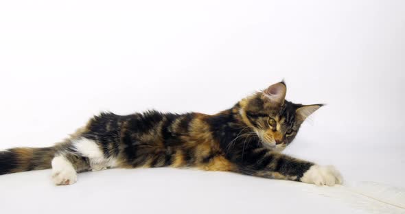 Brown Tortie Blotched Tabby and White Maine Coon Domestic Cat, Female playing  Normandy in France,