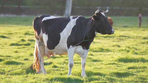 Milk Cow Grazing on Green Farm Pasture on Summer Day